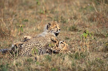 CHEETAH acinonyx jubatus, CUB PLAYING IN SAVANNAH, KENYA
