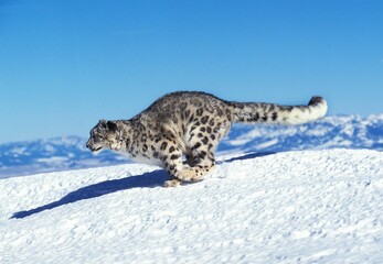 SNOW LEOPARD OR OUNCE uncia uncia, ADULT RUNNING ON SNOW