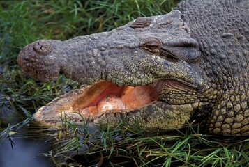 AUSTRALIAN SALWATER CROCODILE OR ESTUARINE CROCODILE crocodylus porosus, ADULT WITH OPEN MOUTH REGULATING BODY TEMPERATURE , AUSTRALIA