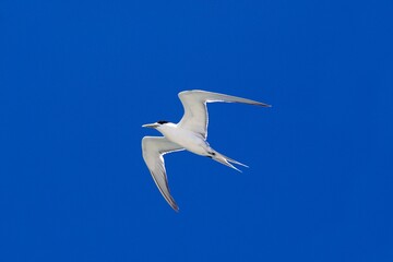 Fototapeta na wymiar SWIFT TERN sterna bergii, ADULT IN FLIGHT, AUSTRALIA