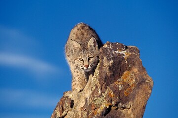 BOBCAT lynx rufus, ADULT CAMOUFLAGED ON ROCK, CANADA