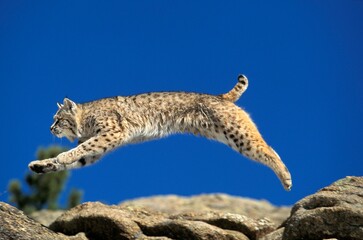 BOBCAT lynx rufus, ADULT LEAPING ON ROCKS, CANADA © slowmotiongli