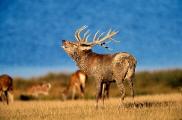 RED DEER cervus elaphus, MALE BELLING DURING THE RUT