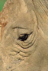 WHITE RHINOCEROS ceratotherium simum, CLOSE-UP OF EYE, SOUTH AFRICA