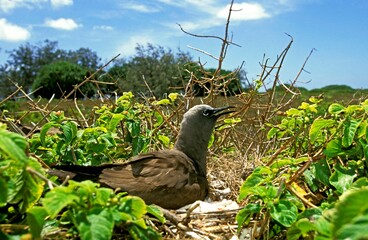 BLACK NODDY anous minutus, ADULT STANDING ON NEST, AUSTRALIA