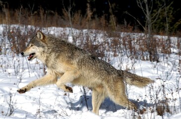 NORTH AMERICAN GREY WOLF canis lupus occidentalis, ADULT RUNNING ON SNOW, CANADA