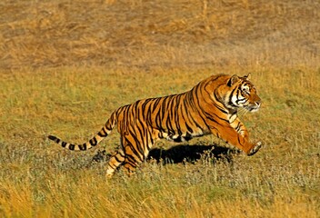 Fototapeta na wymiar BENGAL TIGER panthera tigris tigris, ADULT RUNNING