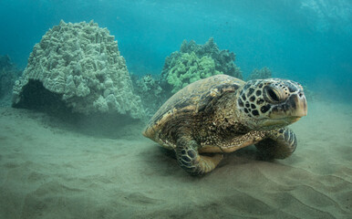 Obraz premium Green Sea turtle swimming over reef in Hawaii