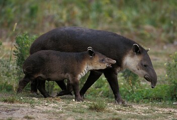 BAIRD'S TAPIR tapirus bairdii, FEMALE WITH YOUNG - obrazy, fototapety, plakaty
