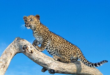 LEOPARD panthera pardus, CUB STANDING ON BRANCH