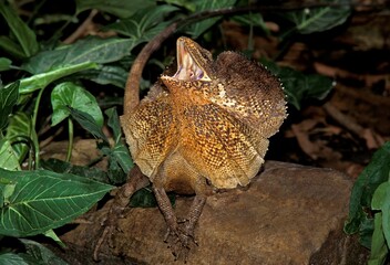 FRILL NECKED LIZARD chlamydosaurus kingii, ADULT WITH FRILL RAISED AND OPEN MOUTH IN DEFENSIVE POSTURE, AUSTRALIA