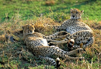 CHEETAH acinonyx jubatus, ADULTS LAYING DOWN, KENYA