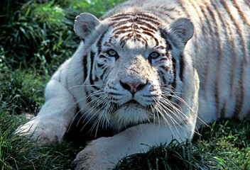 Fototapeta na wymiar WHITE TIGER panthera tigris, PORTRAIT OF ADULT