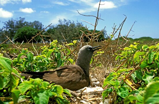 BLACK NODDY anous minutus, ADULT STANDING ON NEST, AUSTRALIA