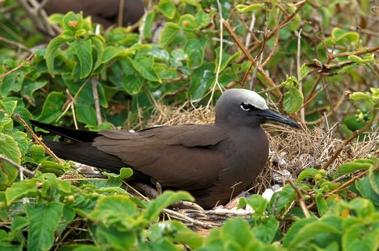 BLACK NODDY anous minutus, ADULT STANDING ON NEST, AUSTRALIA