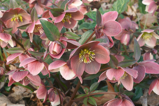 Close-up image of Merlin Lenten rose flowers