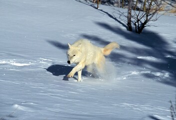 ARCTIC WOLF canis lupus tundrarum, ADULT RUNNING ON SNOW, ALASKA