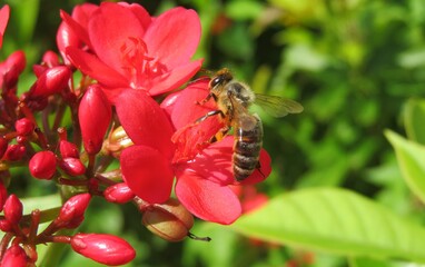 Bee on jatropha flowers in Florida zoological park