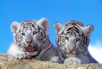 WHITE TIGER panthera tigris, PORTRAIT OF CUB