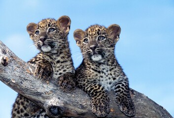 LEOPARD panthera pardus, PORTRAIT OF CUB STANDING ON BRANCH - Powered by Adobe
