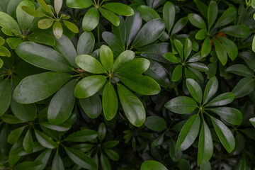 Green leaf in dark green on texture, abstract pattern nature background
