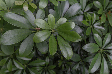Green leaf in dark green on texture, abstract pattern nature background
