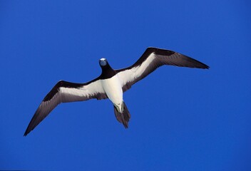 BROWN BOOBY sula leucogaster, ADULT IN FLIGHT, AUSTRALIA