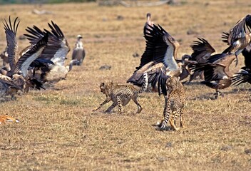CHEETAH acinonyx jubatus, YOUNG ADULTS HUNTING VULTURES, KENYA