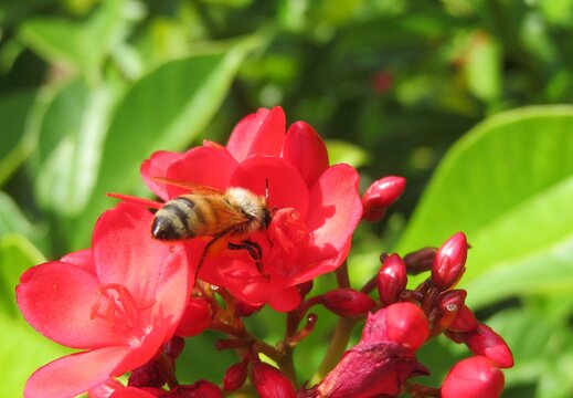 Bee on jatropha flowers in Florida zoological garden, closeup