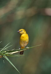 GOLDEN WEAVER ploceus xanthops, ADULT STANDING ON LONG GRASS, KENYA