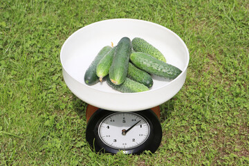 mechanical scales with cucumbers on green grass