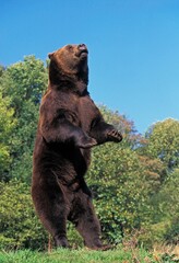 BROWN BEAR ursus arctos, ADULT STANDING ON HIND LEGS, LOOKING AROUND