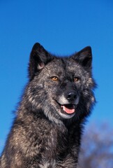 MACKENZIE VALLEY WOLF canis lupus mackenzii, PORTRAIT OF ADULT, CANADA