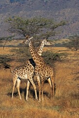 MASAI GIRAFFE giraffa camelopardalis tippelskirchi, MALE AND FEMALE IN SAVANNAH, KENYA