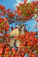 RING TAILED LEMUR lemur catta, ADULT STANDING IN FLAMBOYANT TREE delonix regia, MADAGASCAR © slowmotiongli