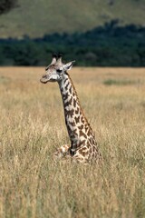 Naklejka na ściany i meble MASAI GIRAFFE giraffa camelopardalis tippelskirchi, ADULT LAYING DOWN IN SAVANNAH, KENYA