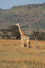 MASAI GIRAFFE giraffa camelopardalis tippelskirchi, MOTHER WITH BABY, KENYA