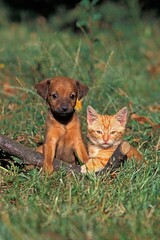 PUP AND KITTEN STANDING ON GRASS