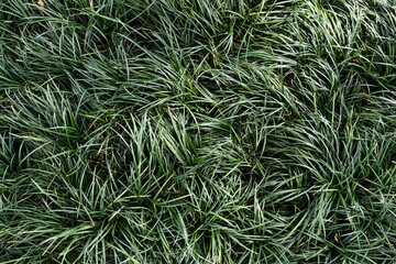 Green leaf in dark green on texture, abstract pattern nature background
