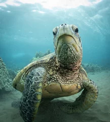 Poster Green Sea turtle swimming over reef in Hawaii © Drew