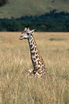 MASAI GIRAFFE giraffa camelopardalis tippelskirchi, ADULT LAYING DOWN IN SAVANNAH, KENYA