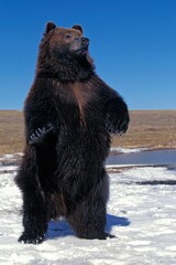 KODIAK BEAR ursus arctos middendorffi, ADULTE STANDING ON HIND LEGS, LOOKING AROUND, ALASKA