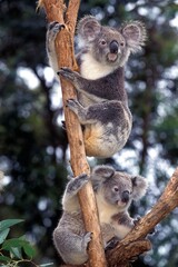 KOALA phascolarctos cinereus, PAIR OF ADULTS, AUSTRALIA © slowmotiongli