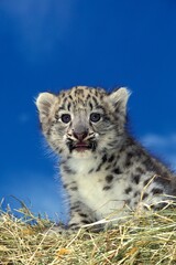 SNOW LEOPARD OR OUNCE uncia uncia, PORTRAIT OF CUB
