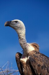 EURASIAN GRIFFON VULTURE gyps fulvus, PORTRAIT OF ADULT