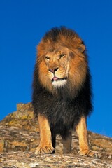 Obraz premium AFRICAN LION panthera leo, ADULT STANDING ON ROCK