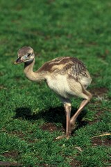 AMERICAN RHEA rhea americana, CHICK STANDING ON GRASS