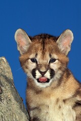 COUGAR puma concolor, PORTRAIT OF CUB, MONTANA
