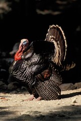 WILD TURKEY meleagris gallopavo, MALE DISPLAYING