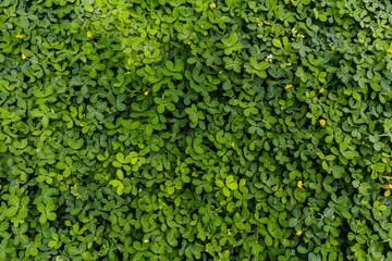 Green leaf in dark green on texture, abstract pattern nature background
